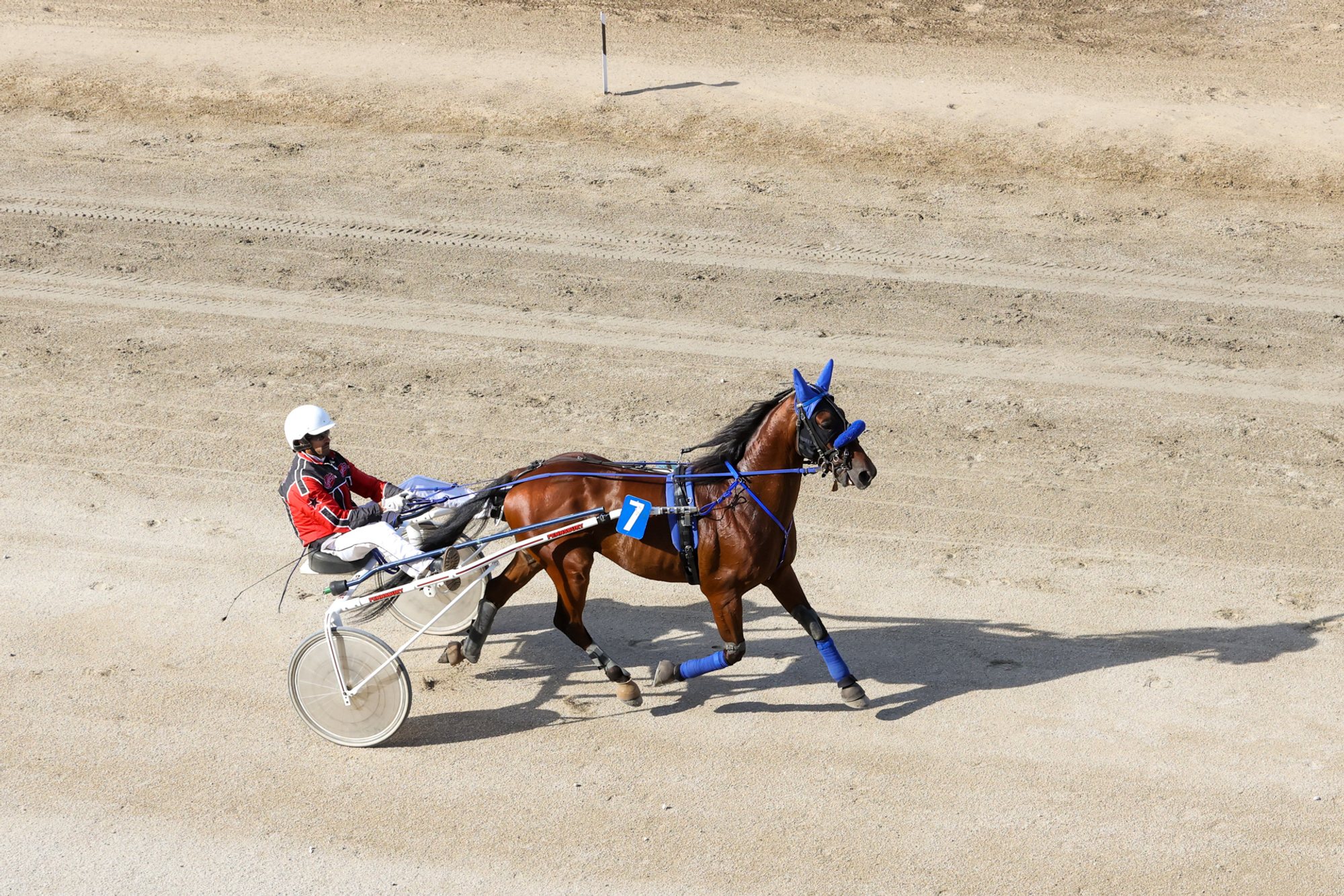 Trotting horse on a dirt track pulling a two-wheeled sulky with driver; horse wears blue headgear and protective leg wraps.