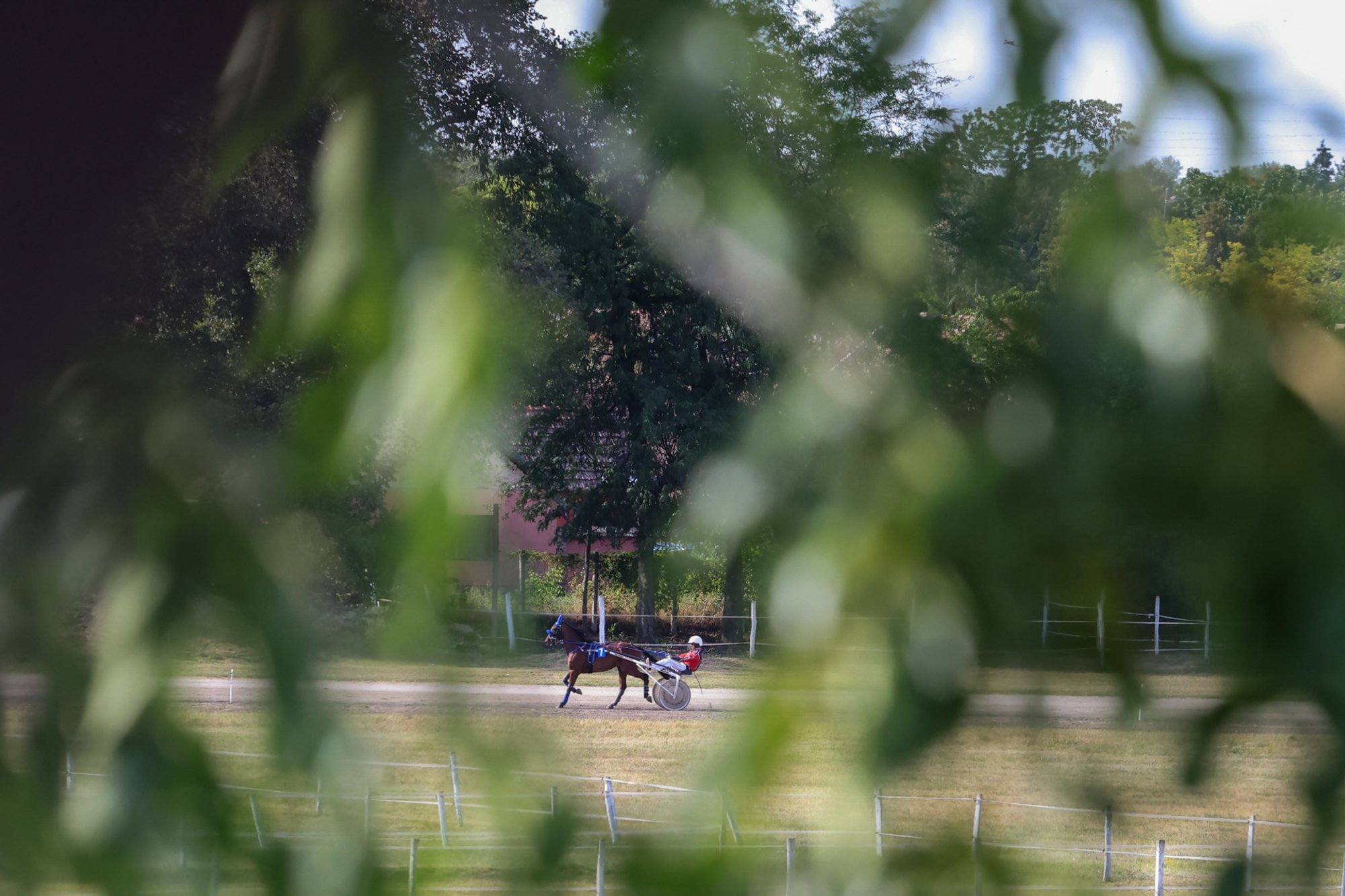 Single trotting horse pulling a two‑wheeled sulky along a racetrack, seen through out‑of‑focus tree leaves in the foreground.