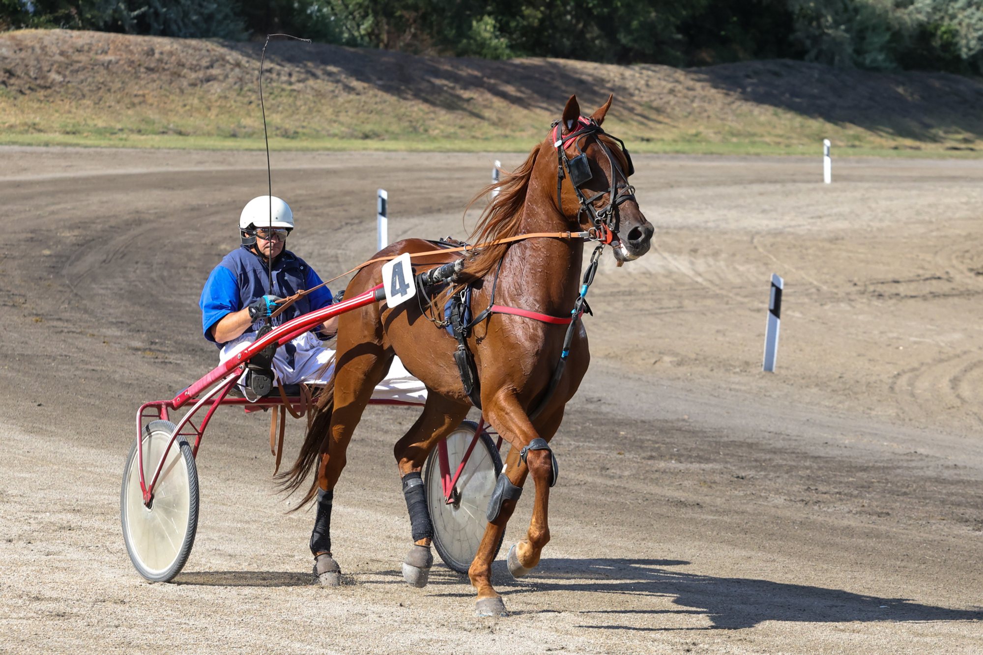 Chestnut trotting horse in harness pulling a two-wheeled sulky with a helmeted person seated on a dirt racetrack.